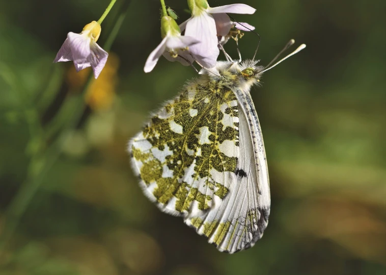 a close up of a butterfly on a flower, by Robert Brackman, lichen, green and white, high res, young male