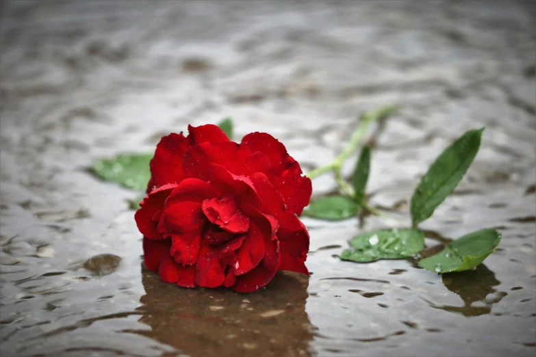 a single red rose sitting on a wet surface, a picture, rain and thick strands of mucus, wallpaper - 1 0 2 4, surrounded flower, grieving