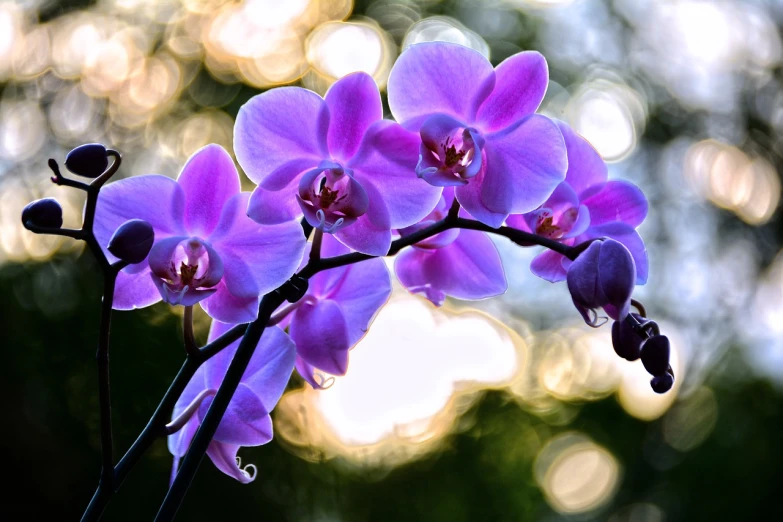 a close up of a flower with a blurry background, by Jan Rustem, flickr, romanticism, orchid stems, purple color lighting, sparkling in the sunlight, stock photo