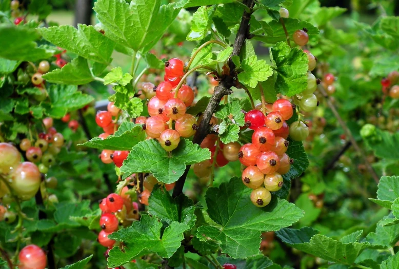 a close up of a bunch of berries on a tree, by Karl Völker, hurufiyya, just after rain, with vegetation, fragonard, so cute