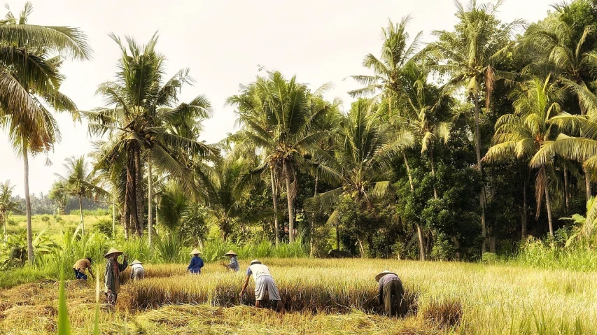 a group of people working in a field, pexels, sumatraism, palmtrees, edited, panel, wikimedia