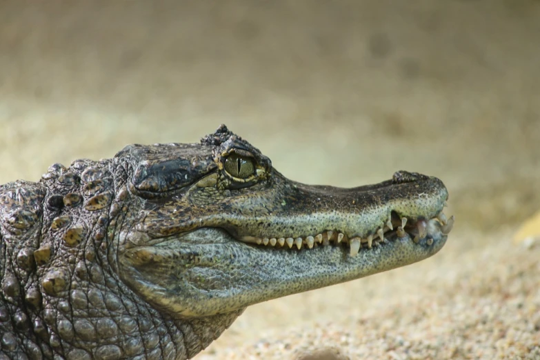 a close up of a crocodile's head with its mouth open, a picture, by Matija Jama, shutterstock, sumatraism, side view close up of a gaunt, closeup 4k, stock photo, innocent look