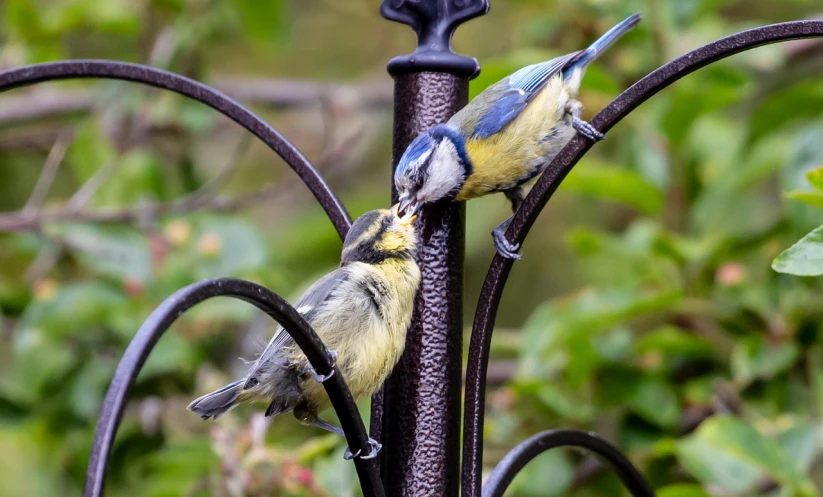 a couple of birds sitting on top of a metal pole, a portrait, by Maksimilijan Vanka, having a snack, blue and yellow fauna, hdr detail, gardening