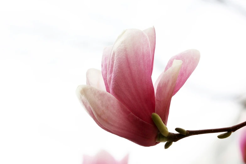 a close up of a flower on a tree, a photo, art nouveau, magnolia, highkey, istockphoto, in profile