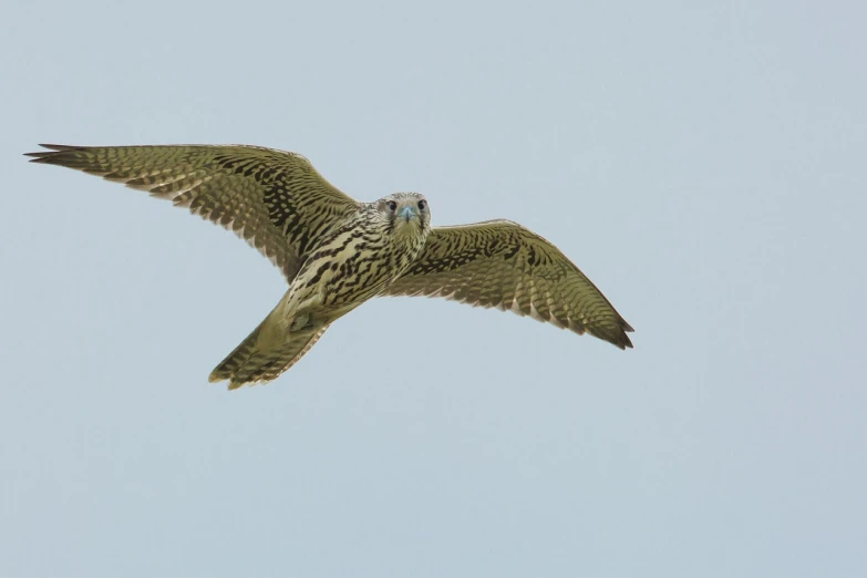 a bird that is flying in the sky, a picture, by Peter Scott, very very wide shot, merlin, high res, with narrow nose