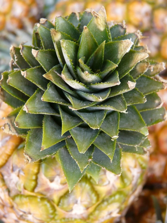 a pineapple sitting on top of a pile of pineapples, a macro photograph, hurufiyya, snap traps of dionaea muscipula, seen from above, potted plant, very sharp photo