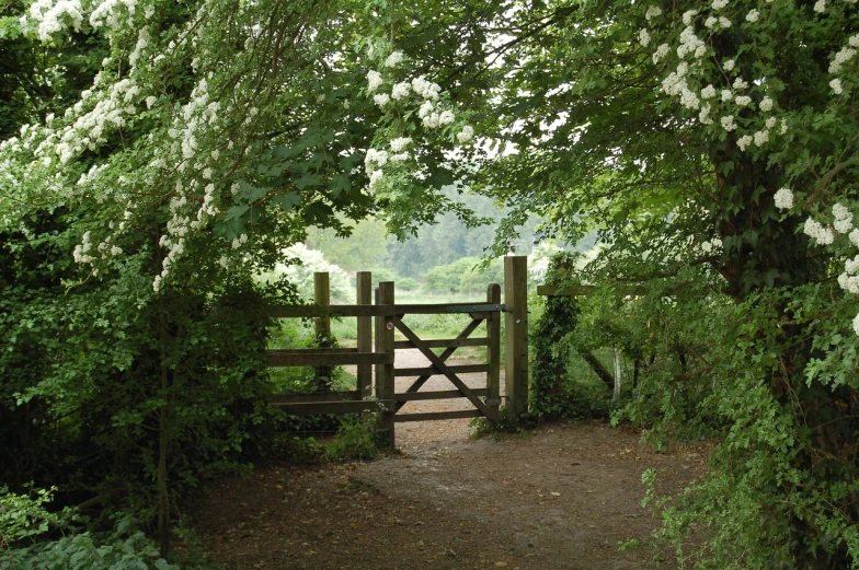 a gate in the middle of a lush green forest, a picture, inspired by Charlotte Nasmyth, arts and crafts movement, bucklebury ferry, blossoming path to heaven, fence, ox