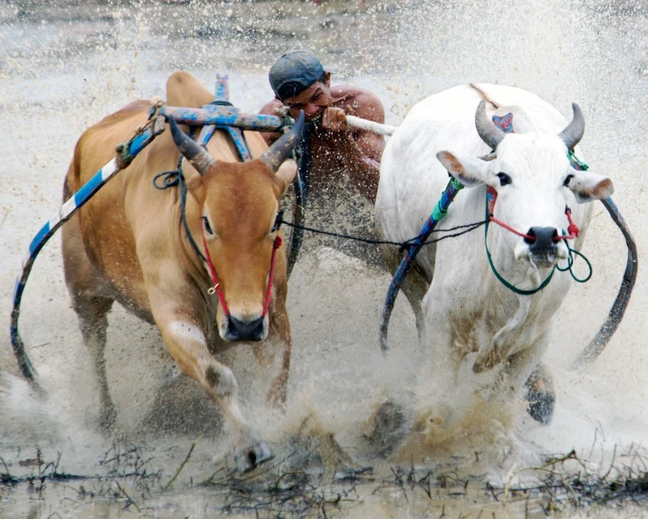 a man riding on the back of two cows, a picture, by Basuki Abdullah, racing, beaten, ap, rice