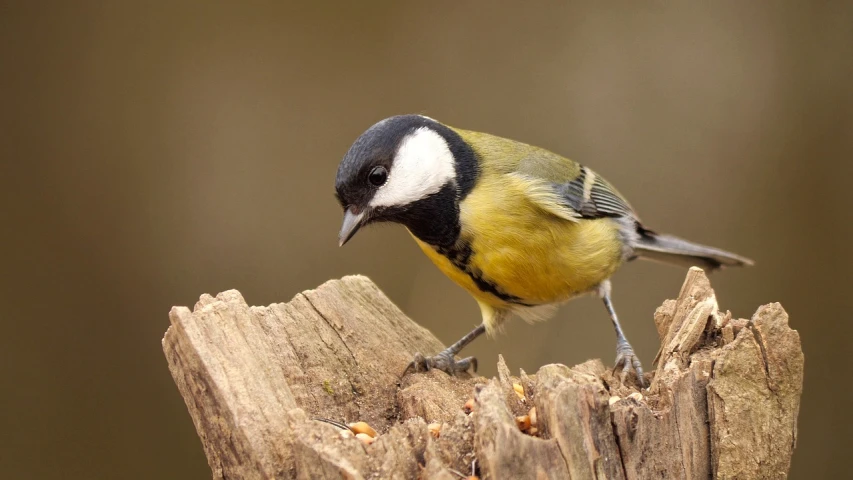 a small bird sitting on top of a piece of wood, by Peter Churcher, trending on pixabay, mustard, very detailed birds, having a snack, wikimedia commons