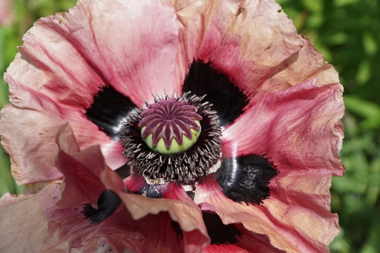 a close up of a pink poppy flower, by Robert Brackman, hurufiyya, very sharp and detailed photo, seeds, huge ladybug mothership, high details photo
