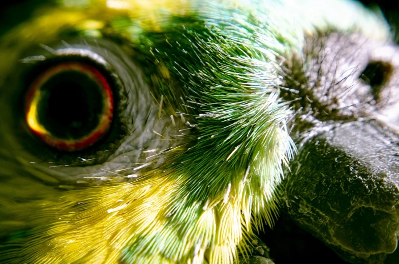 a close up of a green and yellow parrot's face, a macro photograph, intricate hyperdetail macrophoto, macro furry, close-up shot taken from behind, high detail and high contrast