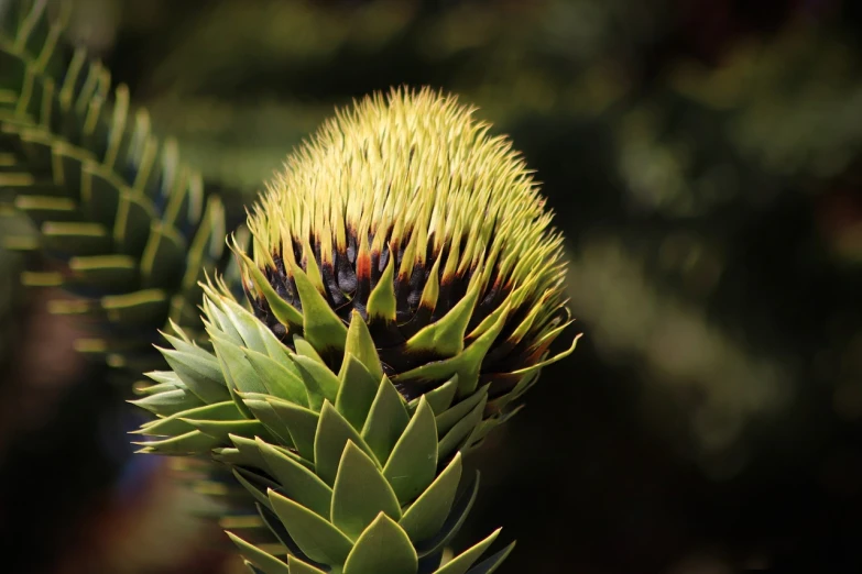 a close up of a flower on a plant, a macro photograph, shutterstock, hurufiyya, cone shaped, very sharp photo