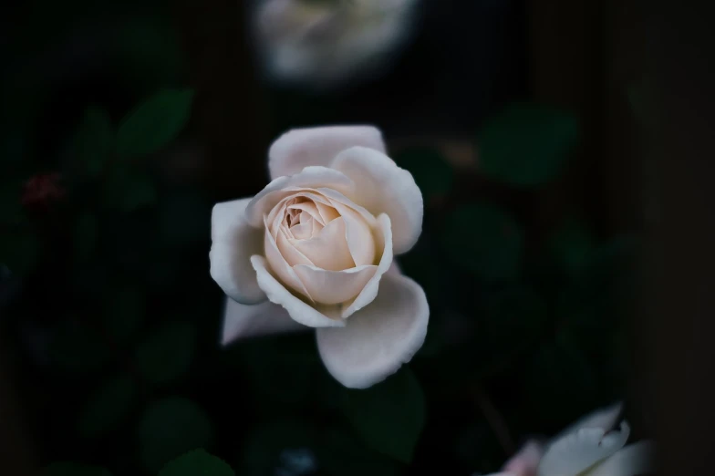 a white rose with green leaves in the background, inspired by Elsa Bleda, romanticism, with soft pink colors, shot from professional camera, 5 5 mm photo