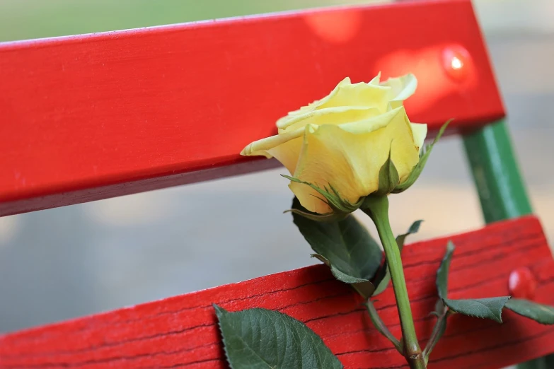 a yellow rose sitting on top of a red bench, romanticism, closeup photo, istockphoto, where being rest in peace, very accurate photo