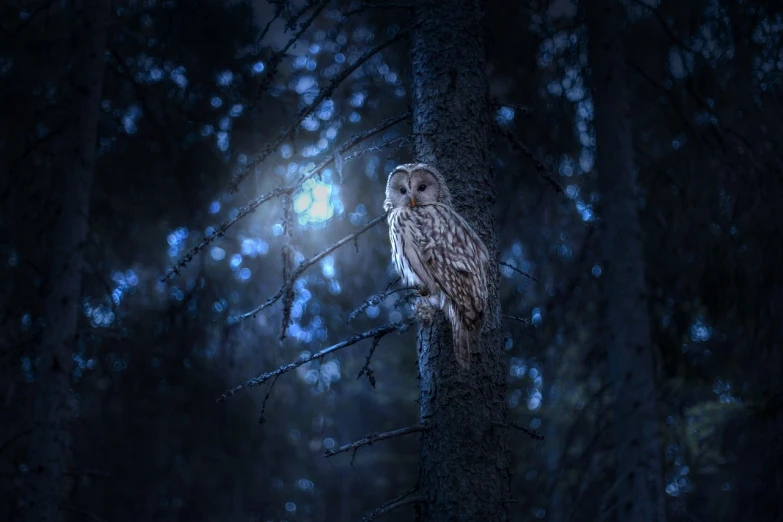 a brown and white owl sitting on top of a tree, a picture, by Anna Haifisch, pexels contest winner, digital art, quiet forest night scene, ethereal lighting - h 640, hunting, beautiful wallpaper