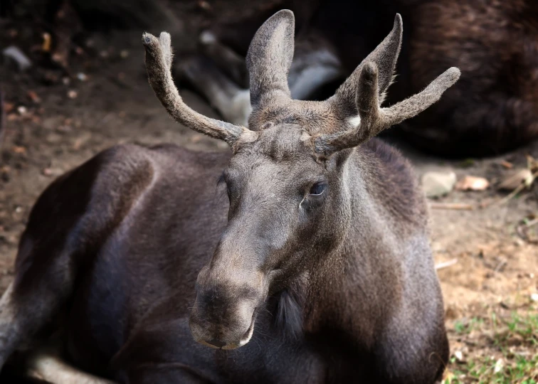 a moose that is laying down in the dirt, a portrait, modern very sharp photo