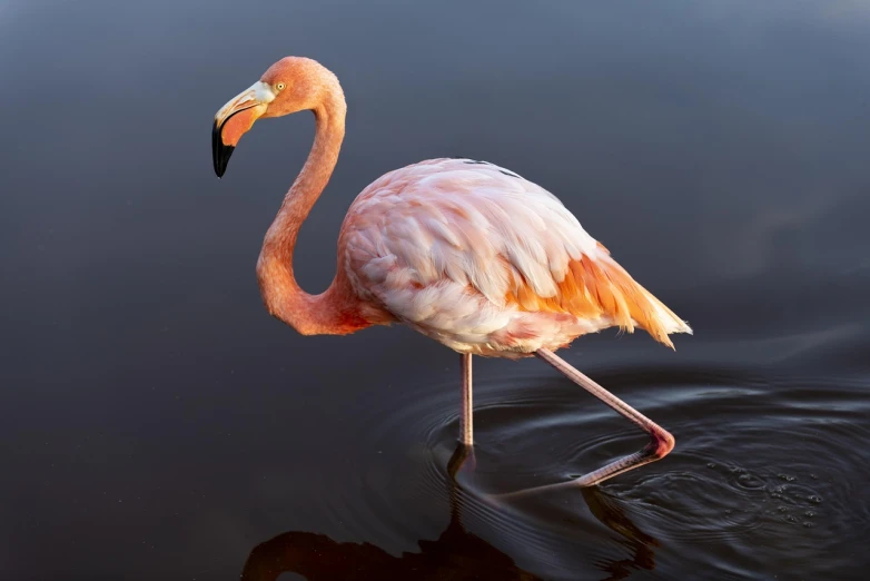 a flamingo standing in a body of water, a stock photo, by Dietmar Damerau, shutterstock, productphoto, full length shot, stunning elegant pose, in the early morning