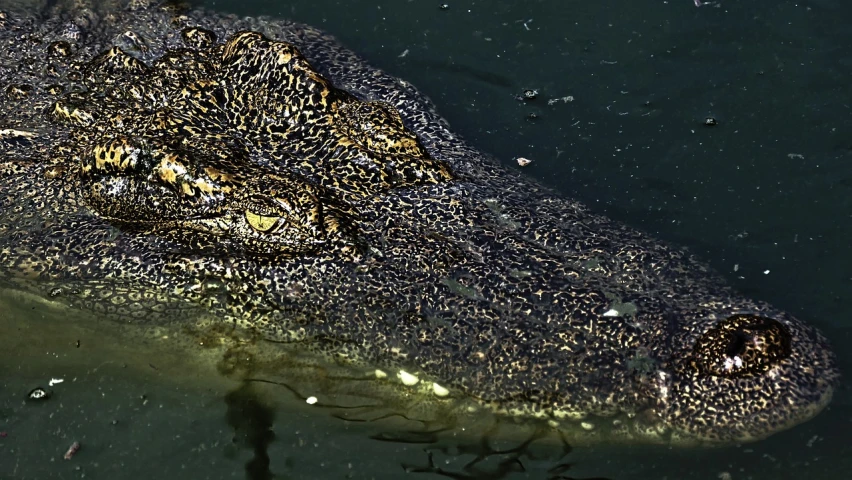 a close up of an alligator's head in the water, a picture, by Mirko Rački, complex massive detail, portrait n - 9, detailed zoom photo, viewed from above