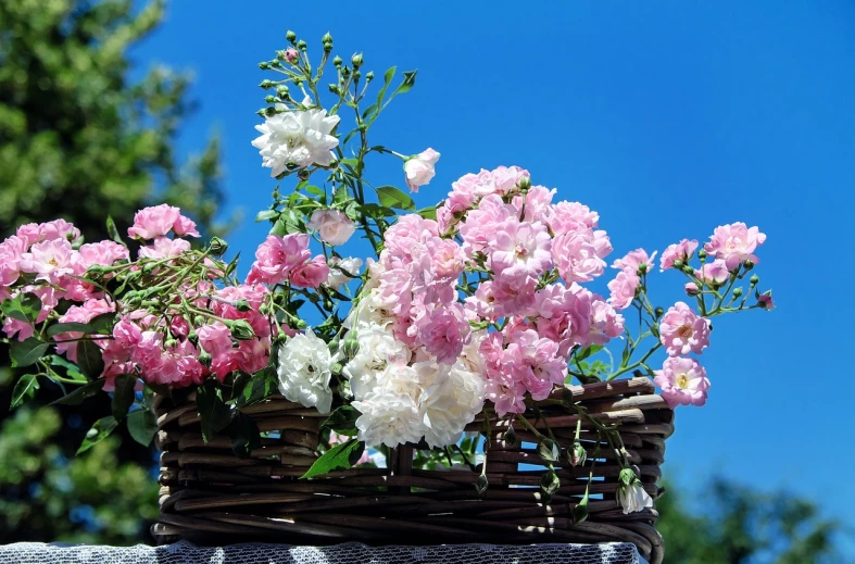 a basket filled with pink and white flowers, by Armin Baumgarten, flickr, blue sky, laying on roses, natural point rose', bright sunny summer day