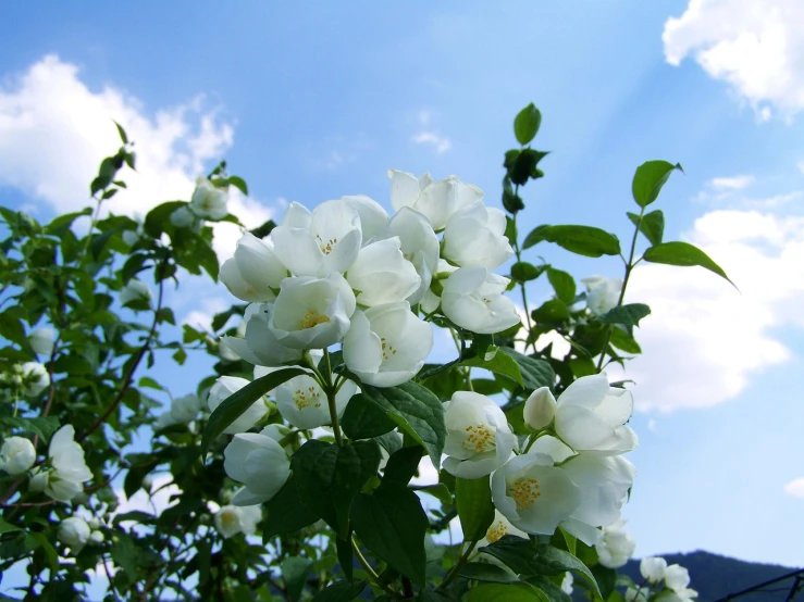 a bush of white flowers against a blue sky, a picture, romanticism, beautiful flower, jasmine, anna podedworna, apple