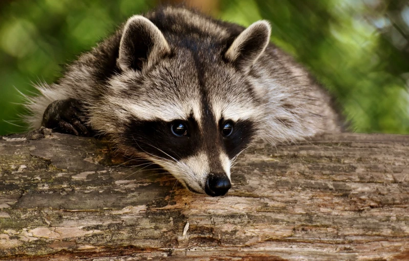 a close up of a raccoon on a log, by Marten Post, trending on pixabay, photorealism, with a white muzzle, istock, high angle close up shot, shady look