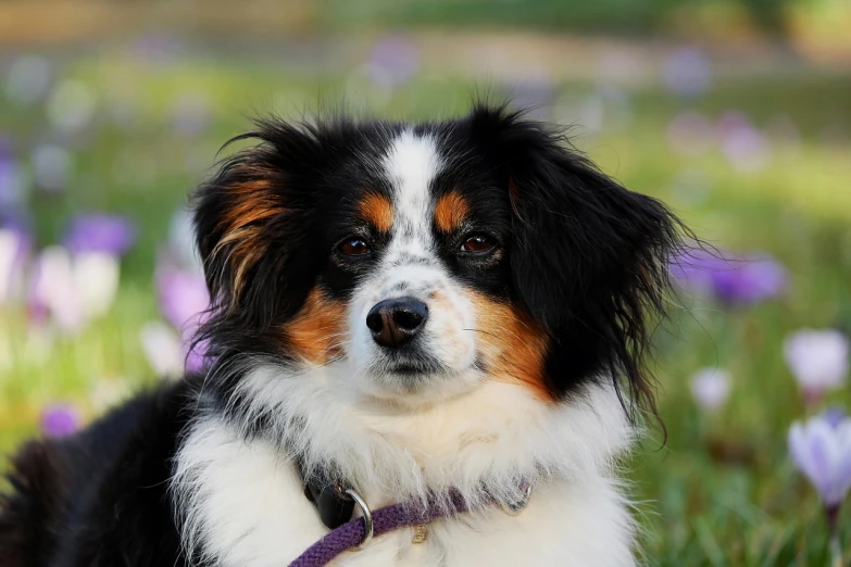 a dog that is laying down in the grass, a portrait, by Jan Rustem, pixabay, aussie, wearing collar, closeup photo, over-shoulder shot