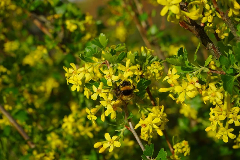 a bee sitting on top of a yellow flower, by Robert Brackman, hurufiyya, many thick dark knotted branches, spring time, bittersweet, with soft bushes