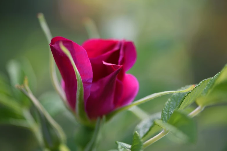 a close up of a pink flower with green leaves, a macro photograph, by Julian Allen, romanticism, small red roses, early in the morning, 7 0 mm photo, graceful curves