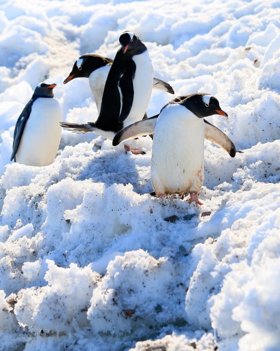 a group of penguins standing on top of snow covered ground, a photo, take off, antarctica, closeup photo