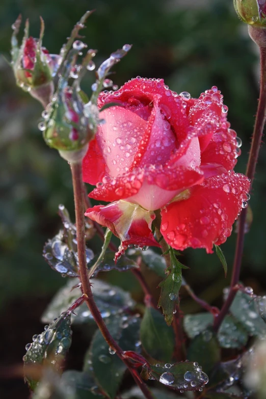 a red rose with water droplets on it, by Linda Sutton, early morning, pink mist, with frozen flowers around her, just after rain