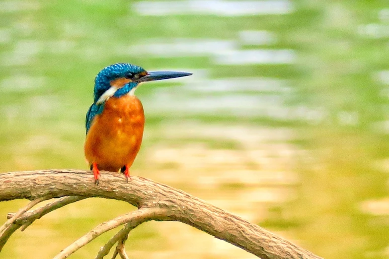 a bird that is sitting on a branch, a picture, by Dietmar Damerau, pexels, renaissance, orange and teal, lake, 🦩🪐🐞👩🏻🦳, king