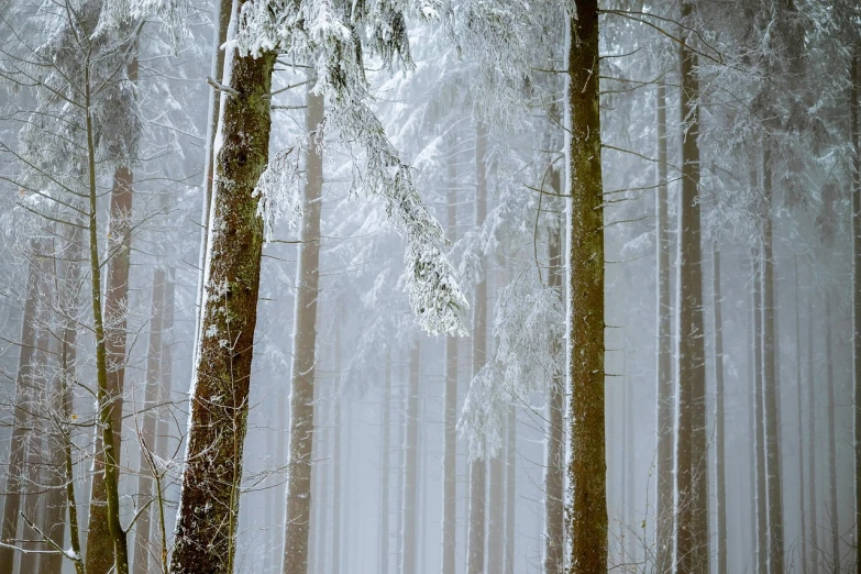 a forest filled with lots of trees covered in snow, a picture, romanticism, misty wood, 3 4 5 3 1, low angle mist, ice needles