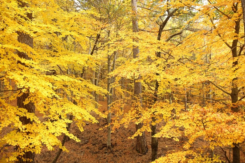 a forest filled with lots of trees covered in yellow leaves, by Nancy Graves, flickr, !!!!, alabama, high resolution!!, ravine