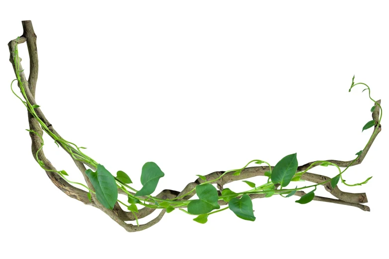 a close up of a plant on a branch, a stock photo, by Alexander Fedosav, shutterstock, conceptual art, vines wrap around the terrarium, isolated on white background, long vines, background image