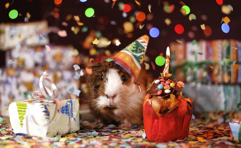 a guinea in a party hat next to a birthday cake, by Marie Bashkirtseff, happening, photo pinterest, (1 as december, i_5589.jpeg, amazing background