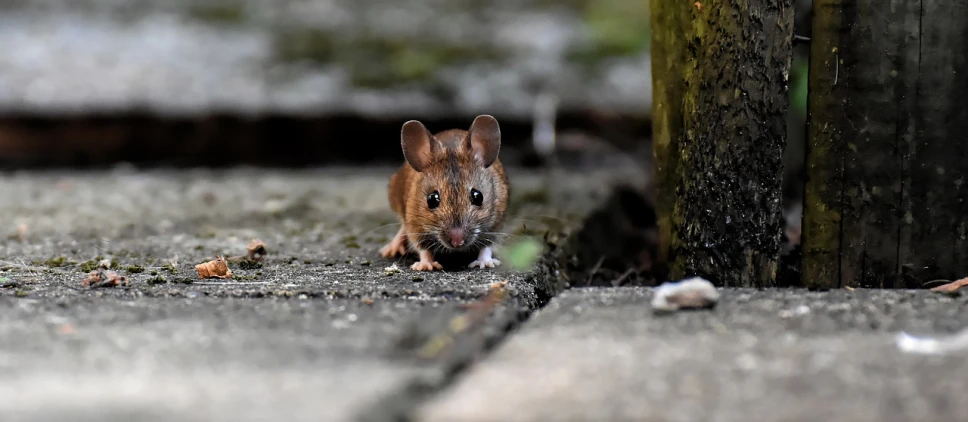 a close up of a mouse on a sidewalk, a picture, by Peter Churcher, shutterstock, tiny creature made of one brick, photograph taken in 2 0 2 0, hunting, menacing!