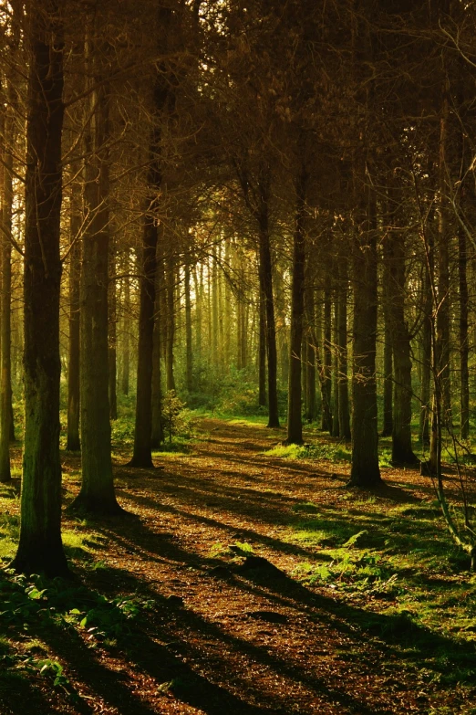 the sun is shining through the trees in the woods, a picture, by Edward Corbett, shutterstock, forest plains of north yorkshire, a beautiful pathway in a forest, detailed forest, early evening