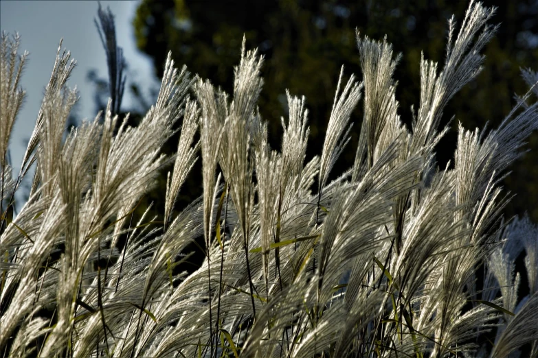 a bunch of tall grass blowing in the wind, by David Simpson, flickr, precisionism, silver haired, late afternoon sun, shaded, feathered