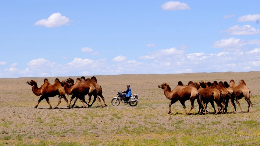 a man riding a motorcycle next to a herd of camels, by Weiwei, flickr, square, grassland, favorite scene, running