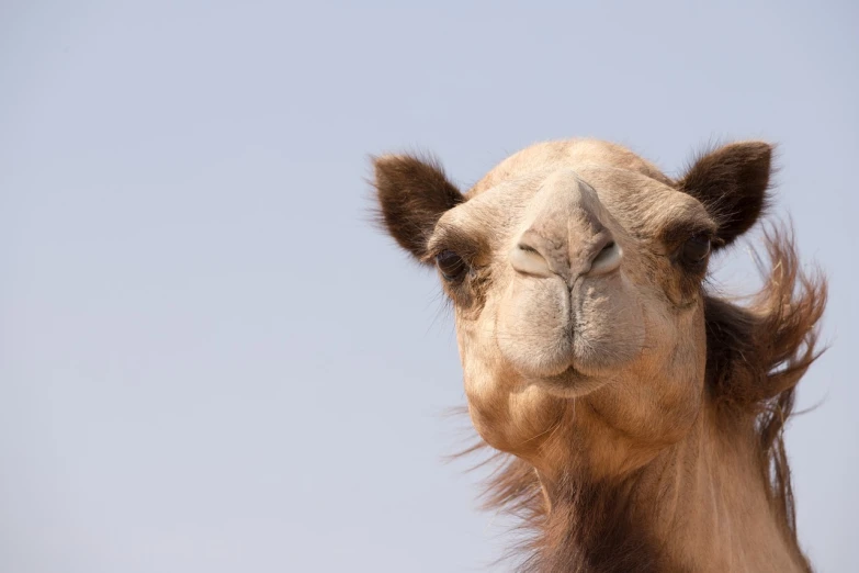 a close up of a camel with a blue sky in the background, arabesque, focus on facial features, high res photo