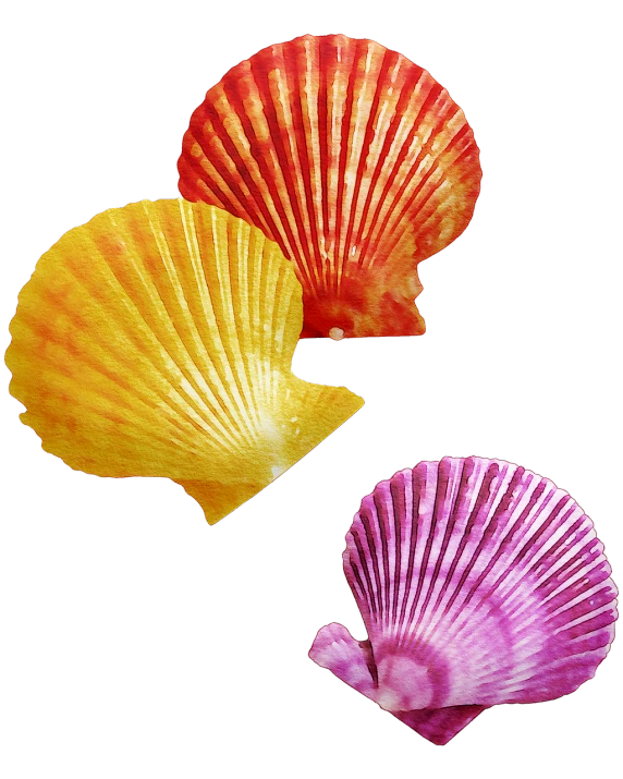 three colorful seashells against a black background, a colorized photo, by Rhea Carmi, renaissance, -h 1024, bottom - view, pink and yellow, colourfull