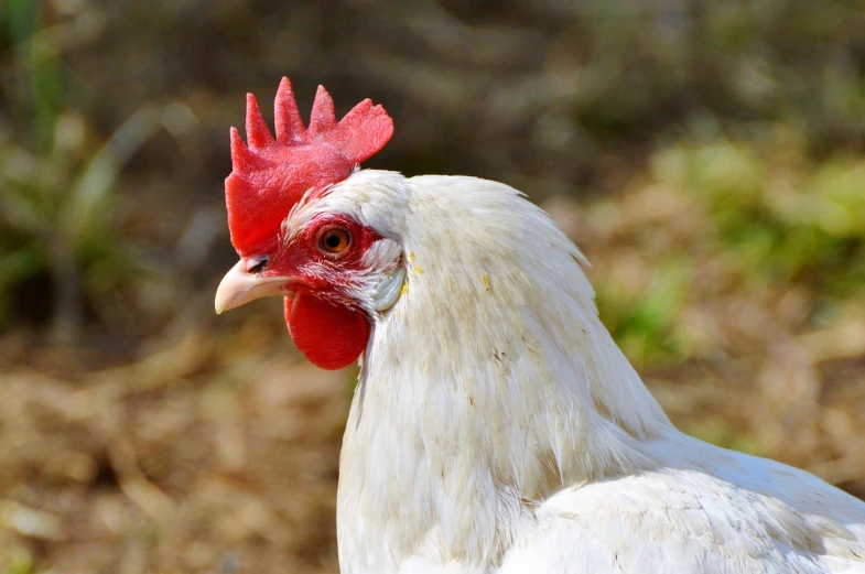 a close up of a white chicken with a red comb, a portrait, shutterstock, beautiful sunny day, two pointed ears, 2 0 2 2 photo