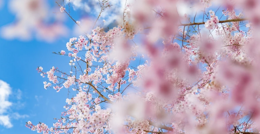 a bird is perched on a branch of a cherry tree, by Eizan Kikukawa, unsplash, aestheticism, cotton candy clouds, seasons!! : 🌸 ☀ 🍂 ❄, persephone in spring, bottom view