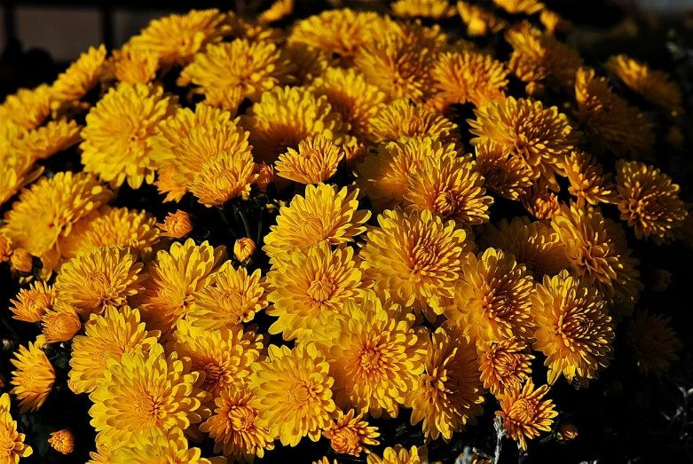 a close up of a bunch of yellow flowers, fall colors, hyperdetailed!, chrysanthemum, beautiful flower