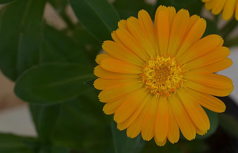 a close up of a yellow flower with green leaves, by Jan Rustem, flickr, orange halo, ari aster, 4 0 0 mm f 1. 8, beautiful flower