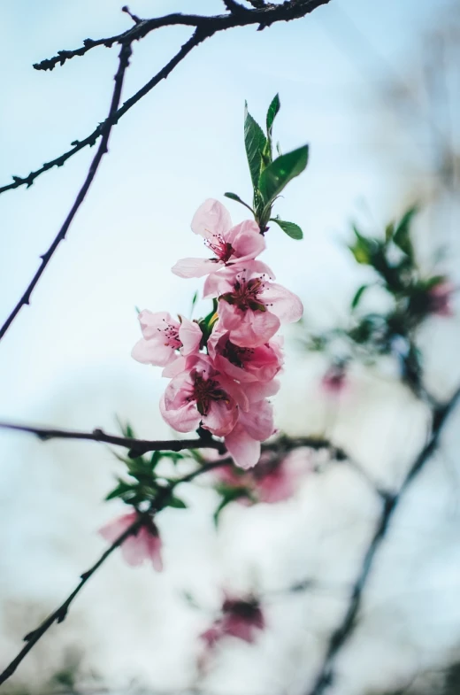 a close up of a flower on a tree, romanticism, peach, 5 5 mm photo