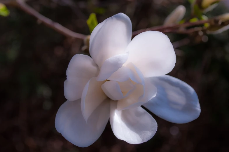 a close up of a white flower on a tree, a macro photograph, shutterstock, hurufiyya, magnolias, softly shadowed, alabama, various posed