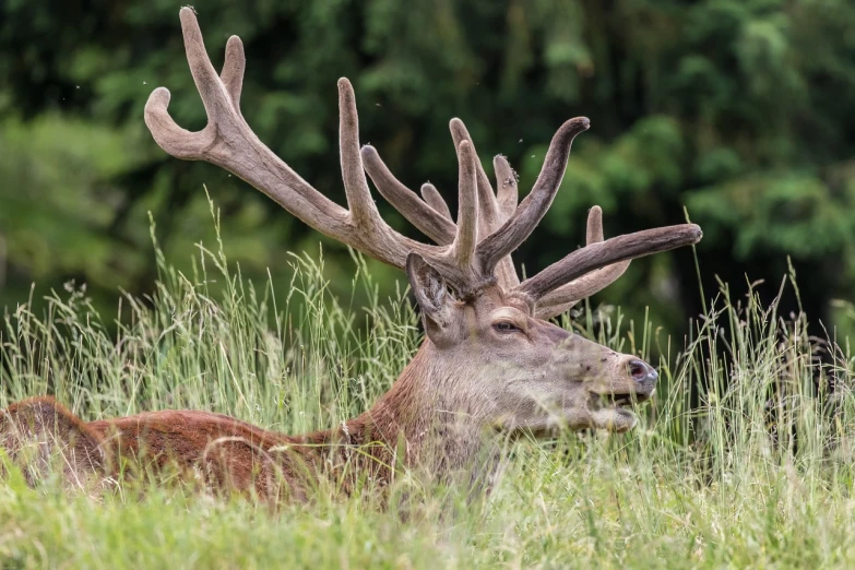 a deer that is laying down in the grass, a portrait, by Dietmar Damerau, shutterstock, figuration libre, portrait of a king, antlers, belgium, 4 0 9 6