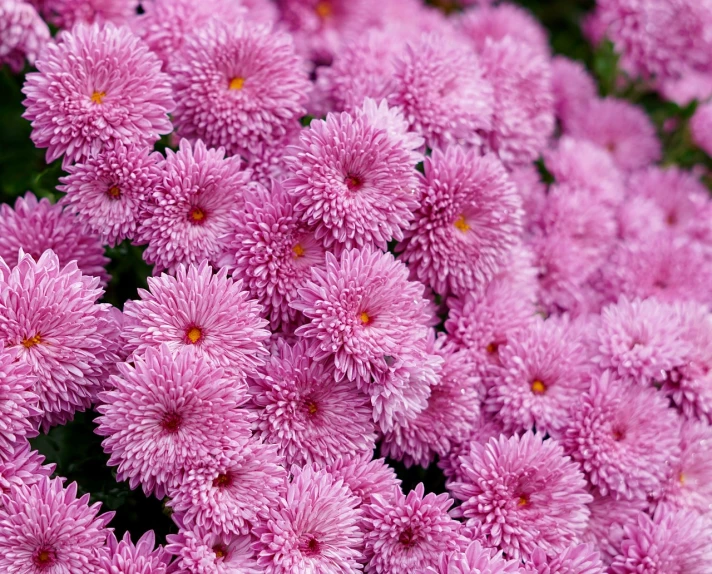 a close up of a bunch of pink flowers, by Josef Dande, pexels, chrysanthemum eos-1d, lilac bushes, 1 6 x 1 6, fall season