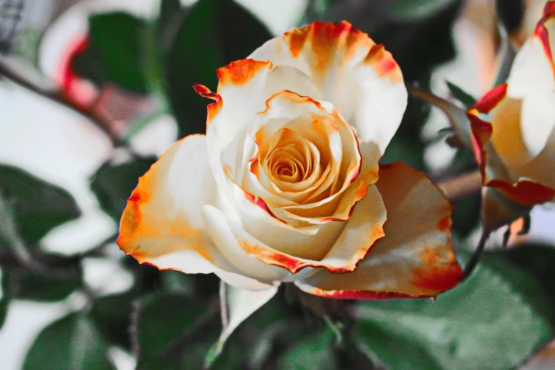 a close up of a white and orange rose, a colorized photo, by Maksimilijan Vanka, romanticism, glossy digital painting, colored accurately, white roses, the platonic ideal of flowers